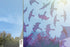 Birdsticker‐Set Dr. Kolbe - 5 läpinäkyvää uv-tarraa